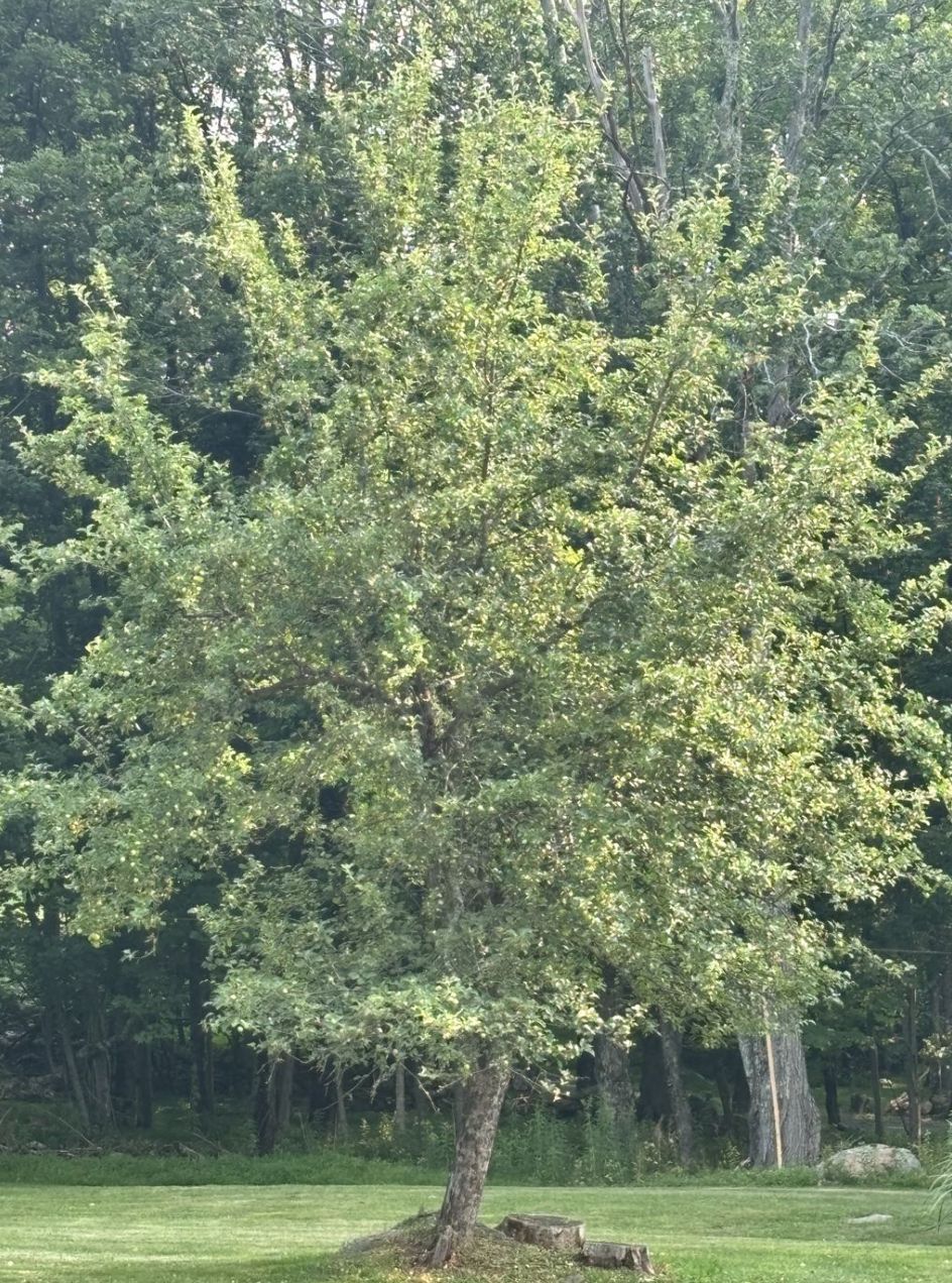 the apple tree, future site of the Shveitzburne applesauce empire