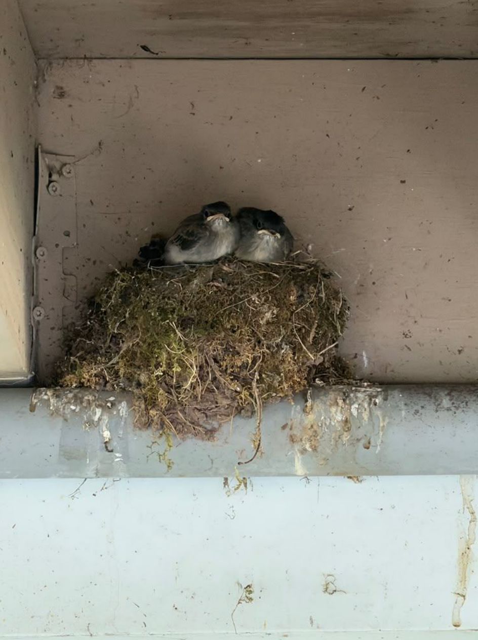 the newest residents, east wing