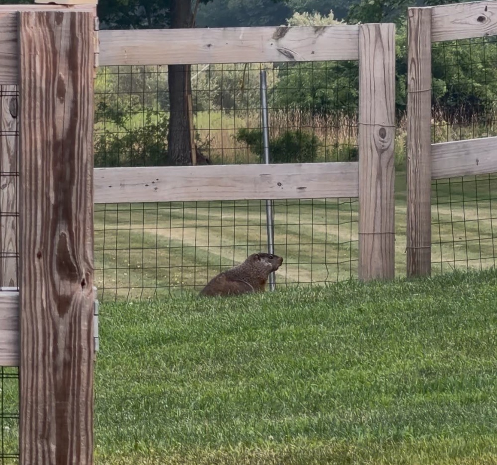 the woodchuck