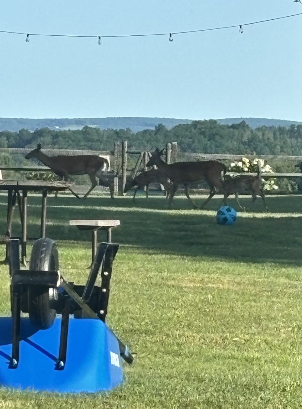 the deer delegation