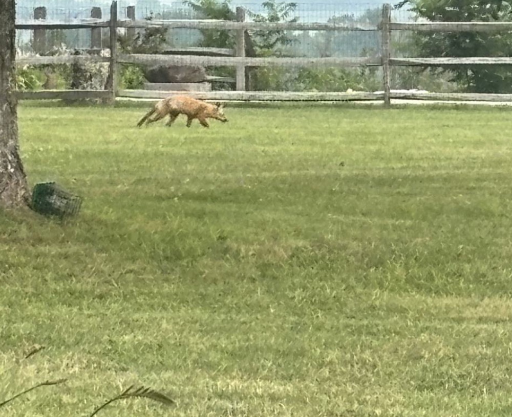 the fox