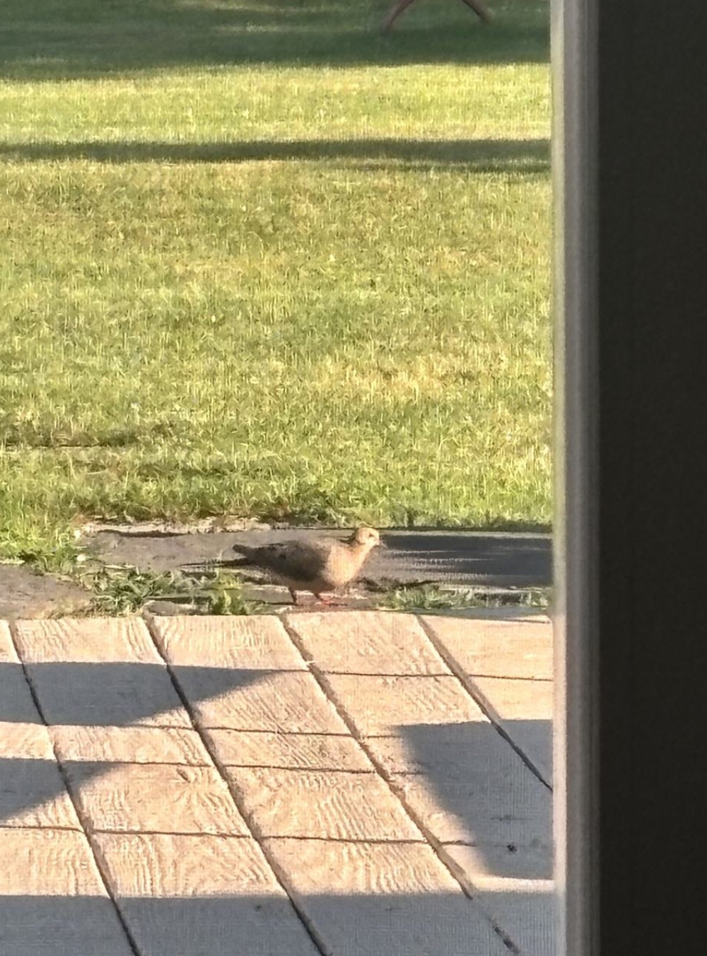 the mourning dove