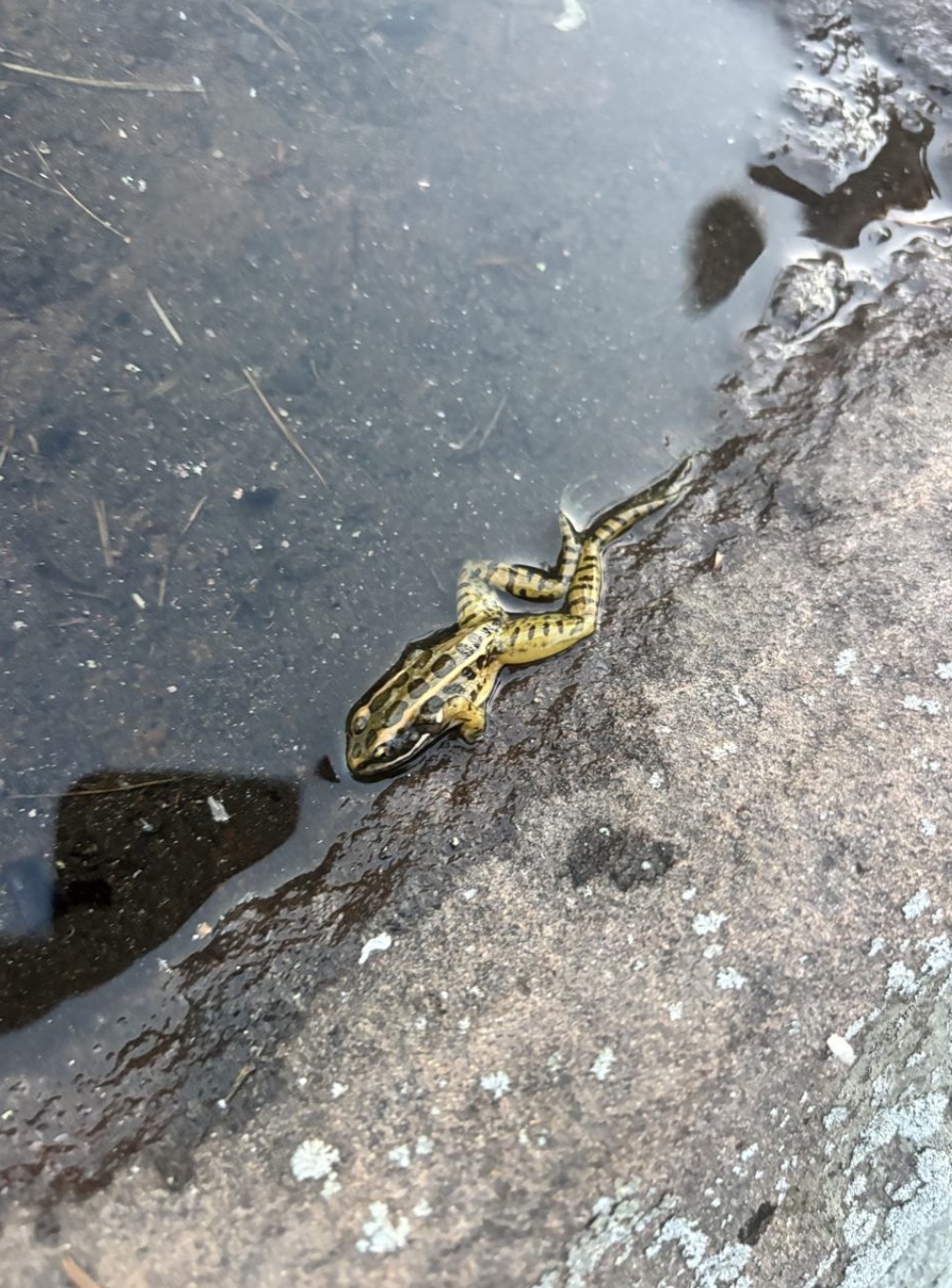 the frog